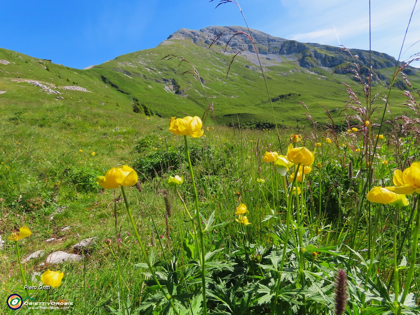 12 Trollius europaeus (Botton d'oro) con Arera.JPG